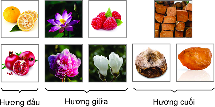 thanh-phan-nuoc-hoa-circle-absolu-700