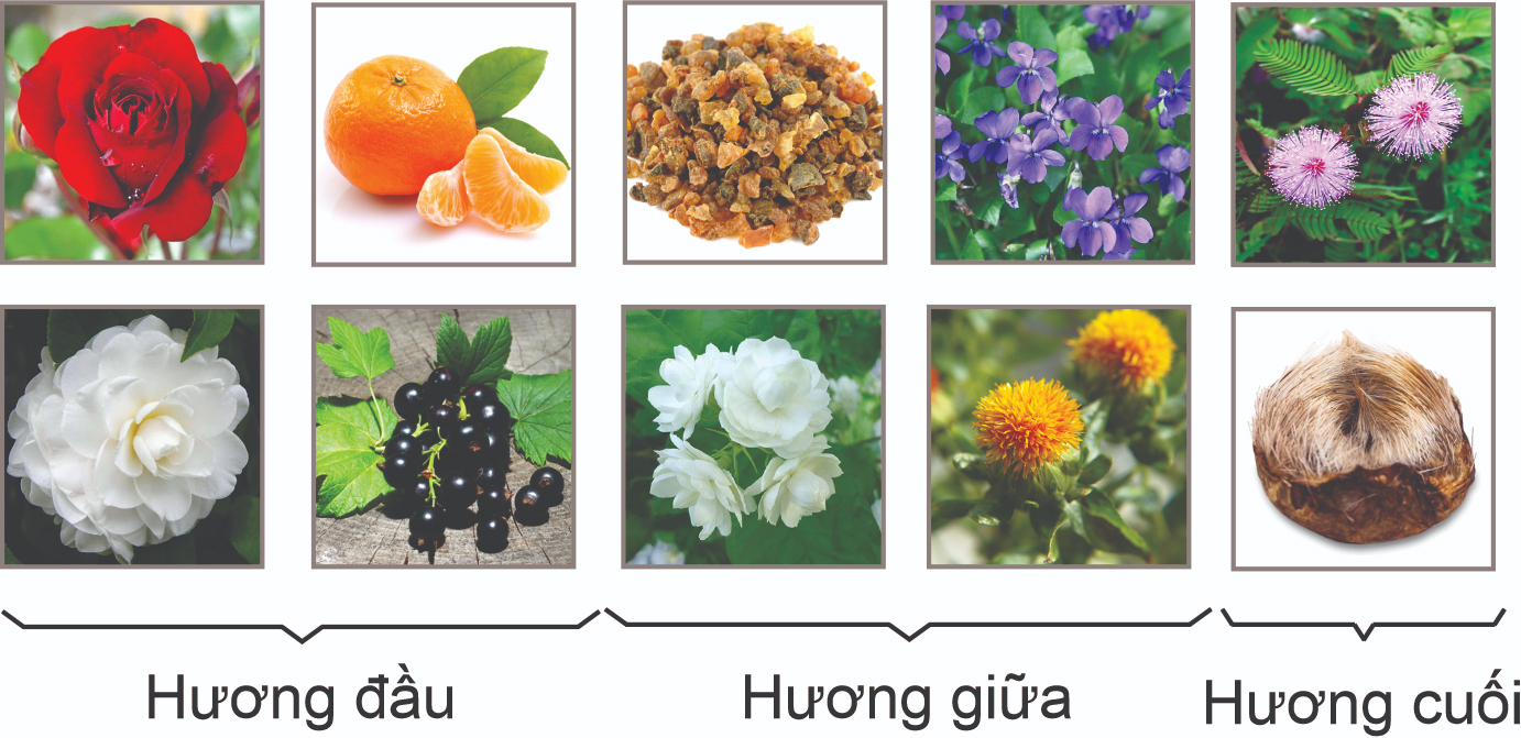 thanh-phan-nuoc-hoa-co2-our-version-of-kenzo