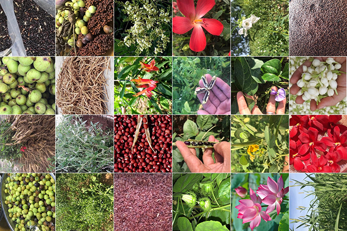 tra-an-sinh-nguyen-lieu-700px